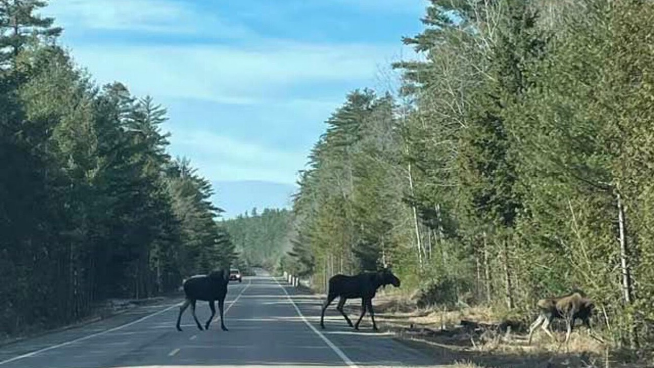 Photo of Outdoor in Greater Madawaska