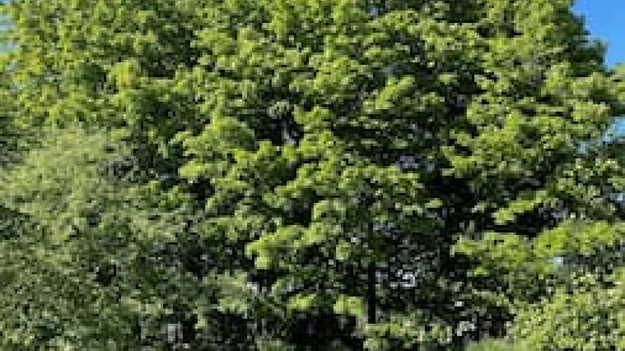 Photo of Outdoor in Milford