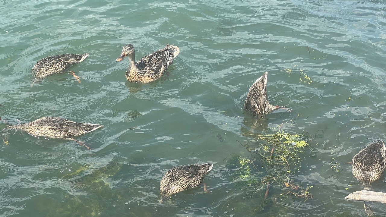 Photo of Others in Pointe aux Roches