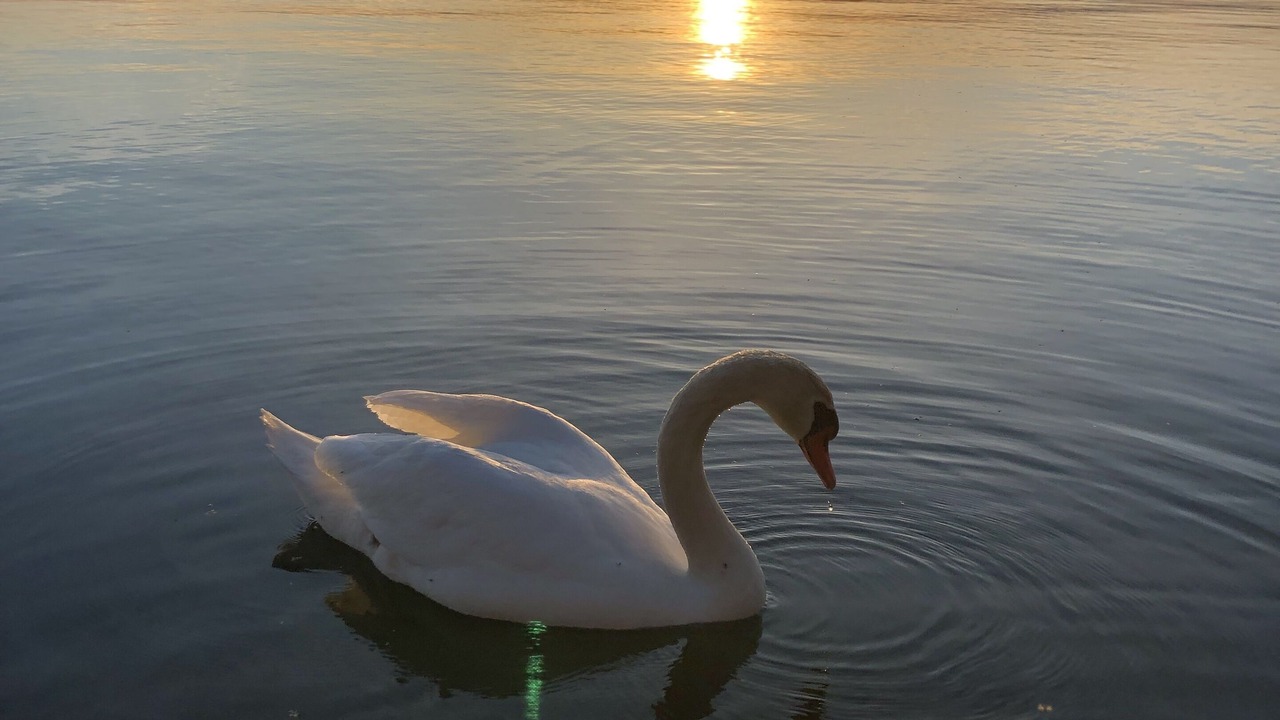 Photo of Others in West Lake