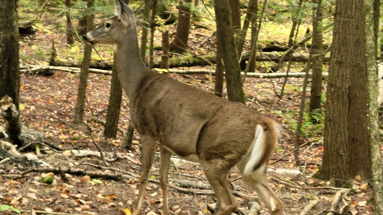 Photo of Others in Minden Hills