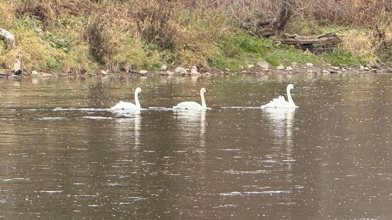 Photo of Others in North Dumfries