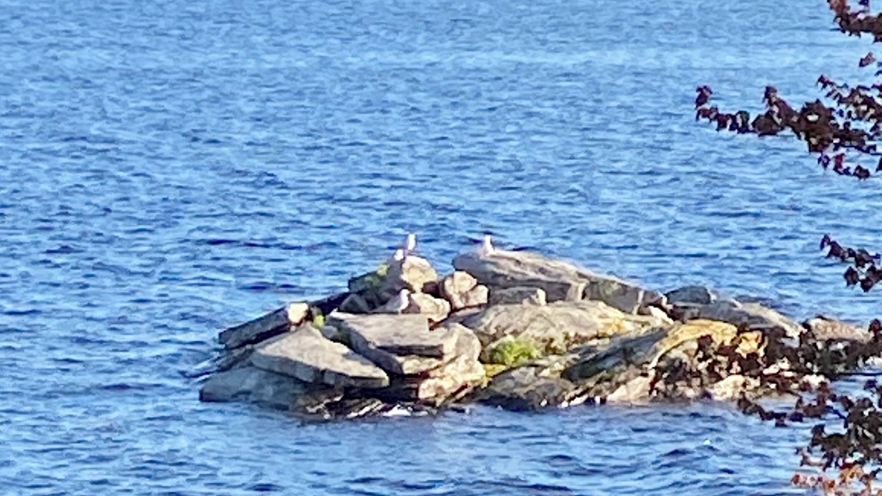 Photo of Others in Gravenhurst