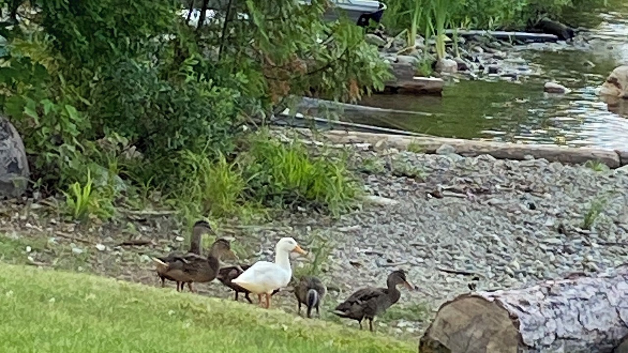 Photo of Others in Manitoulin District