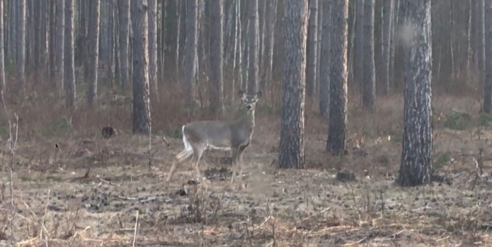 Photo of Others in Pine County