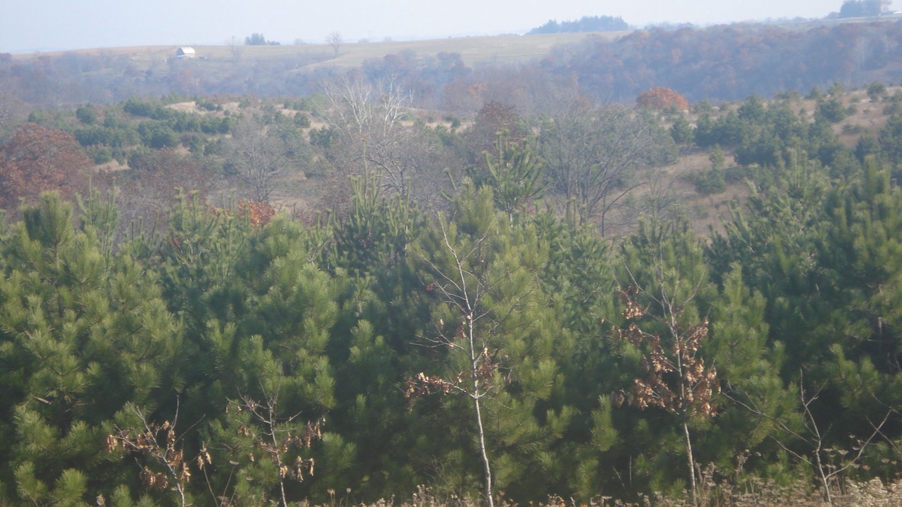 Photo of Others in Caledonia