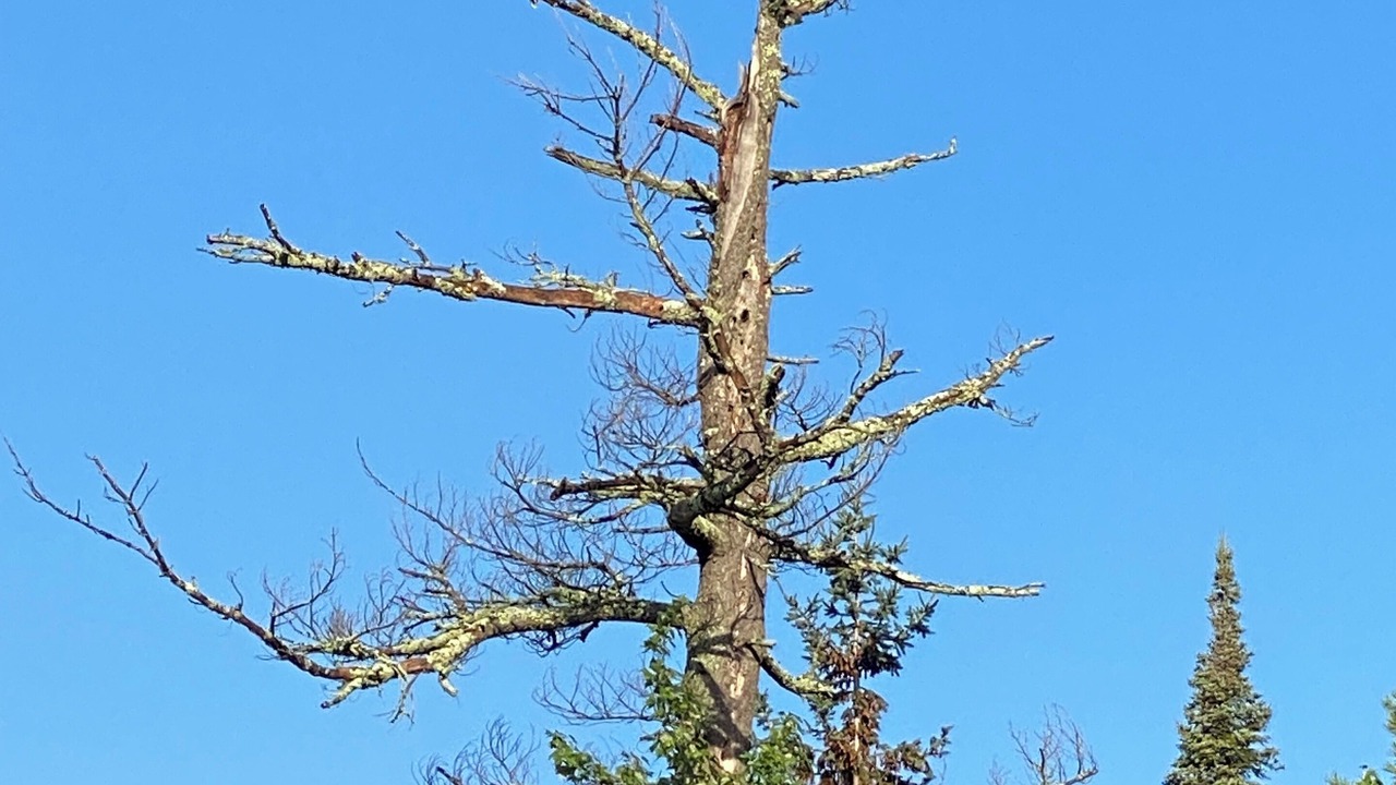 Photo of Others in Cook