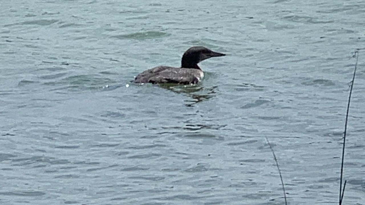 Photo of Others in Leeds and the Thousand Islands