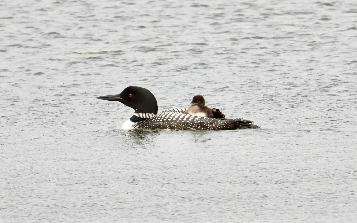 Photo of Others in Park Rapids