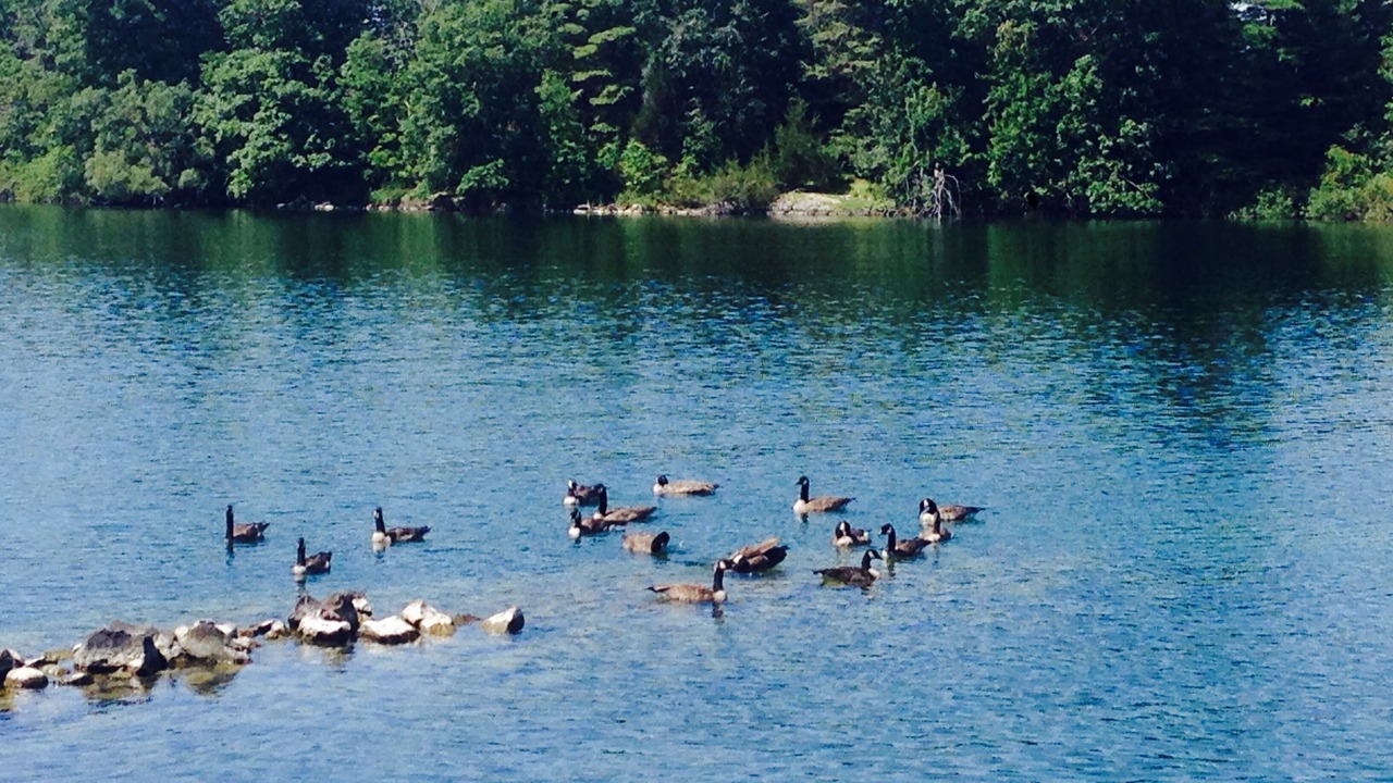 Photo of Others in Lansdowne