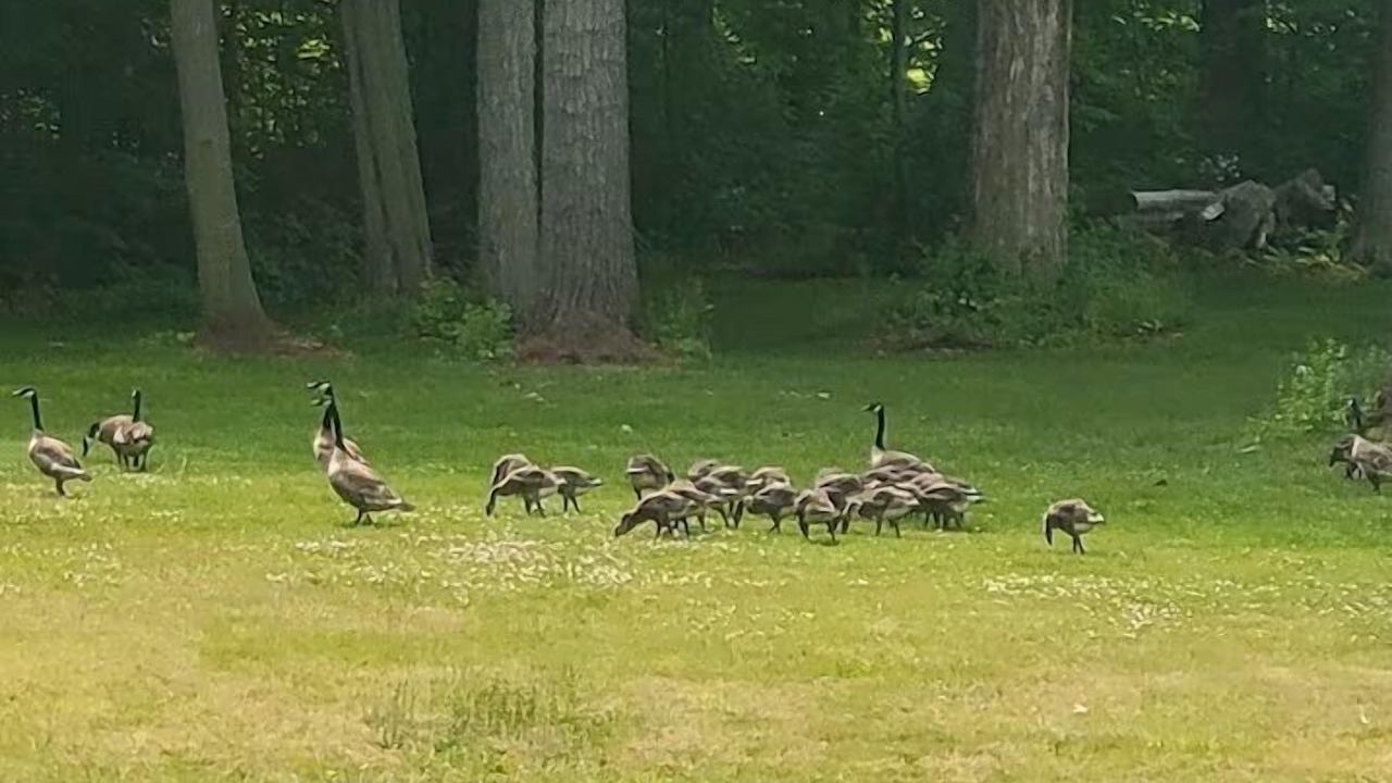Photo of Others in Grand Bend