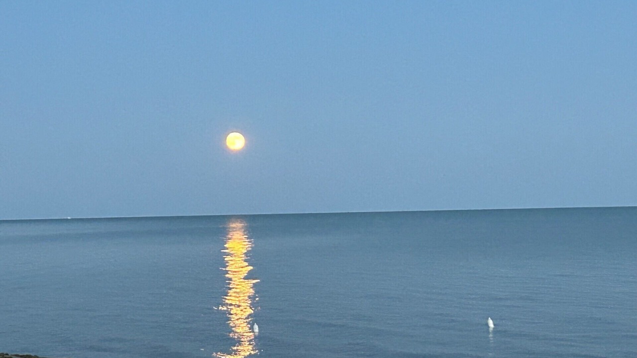 Photo of Others in Turkey Point