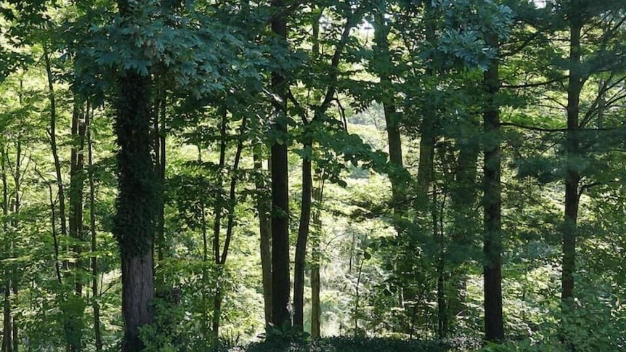 Photo of Others in Thorold