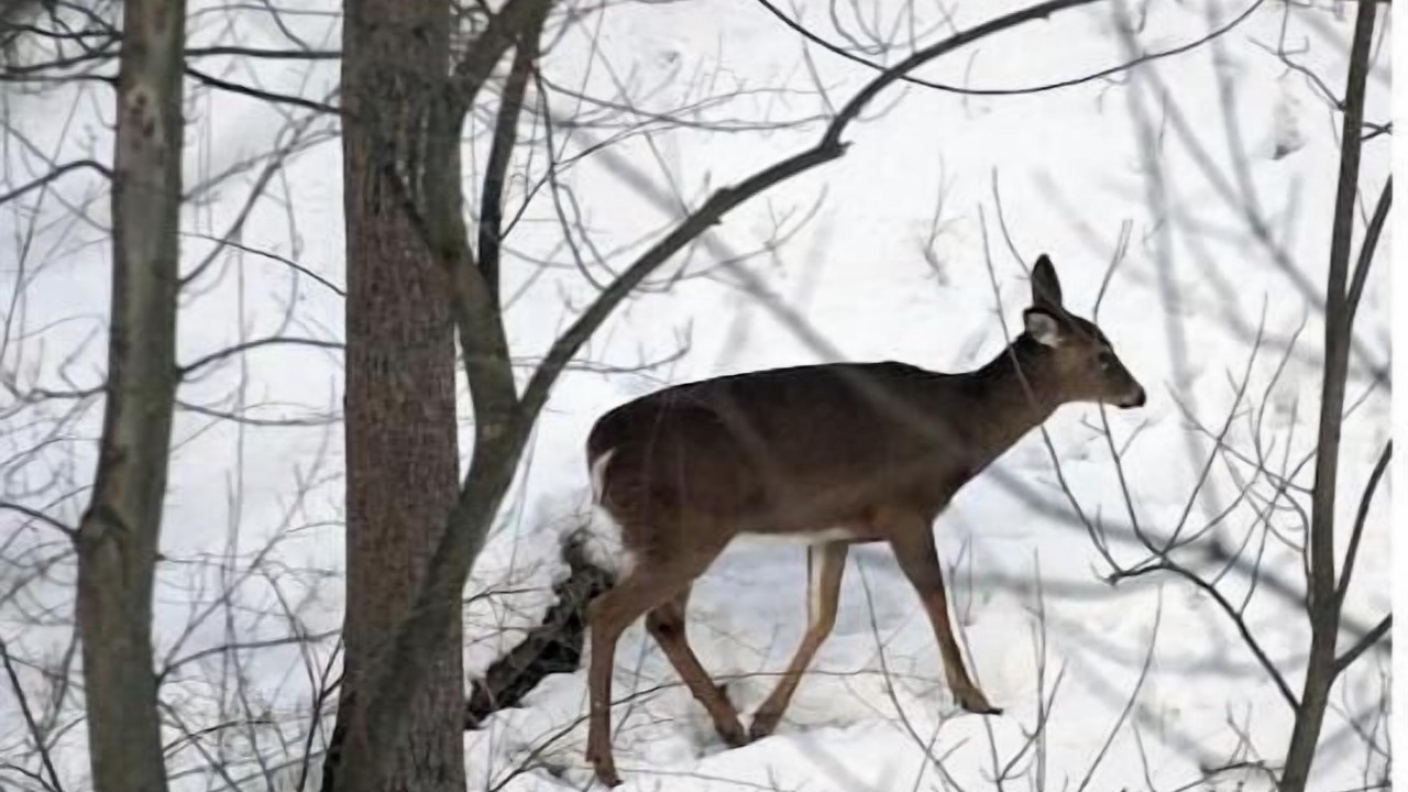 Photo of Others in Thorold