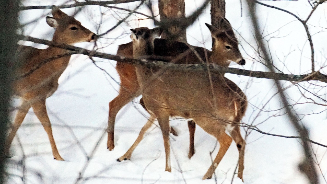 Photo of Others in Thorold