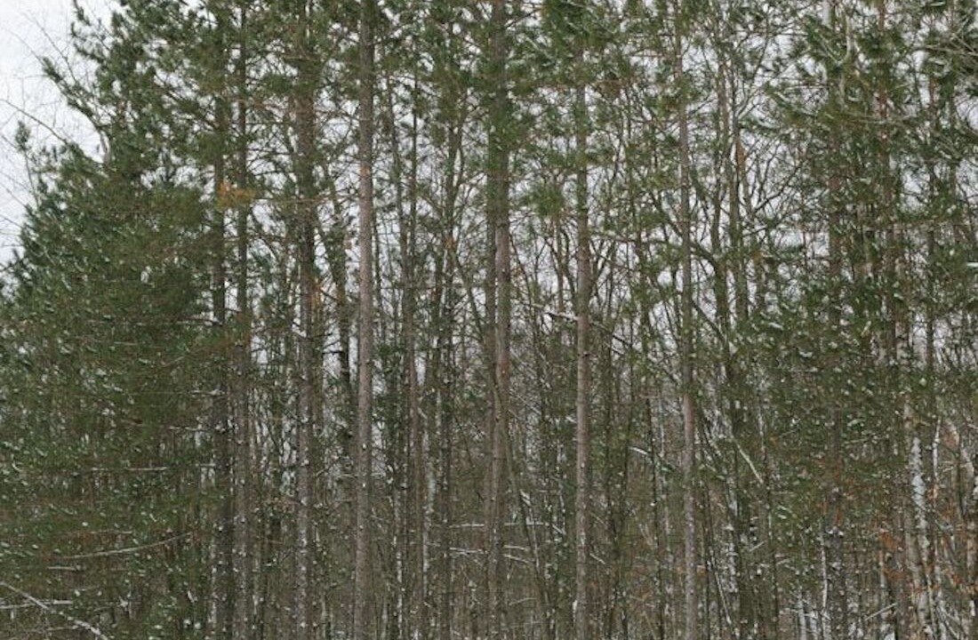 Photo of Others in Finlayson