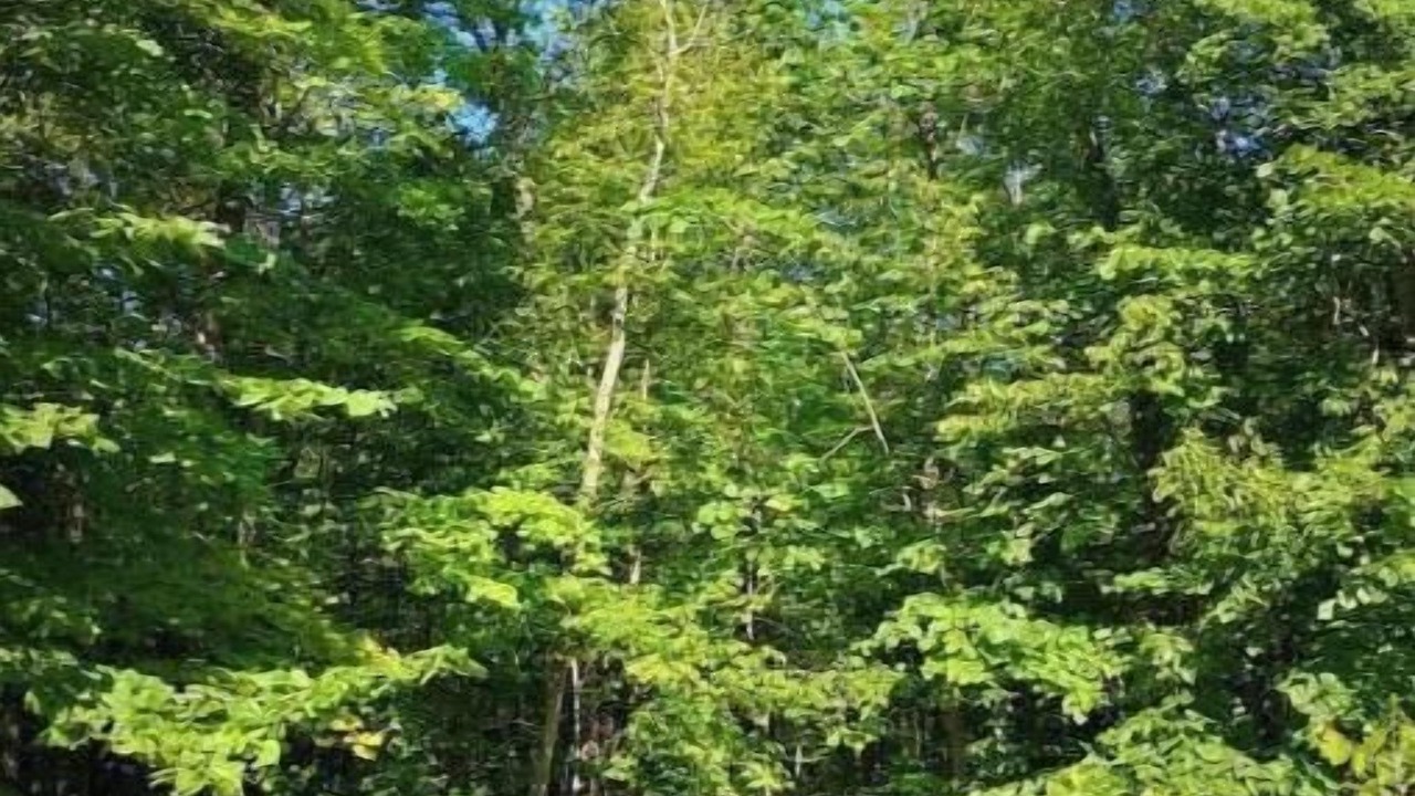 Photo of Outdoor in Big Bay Point
