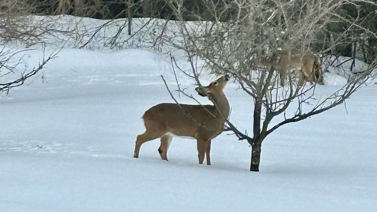 Photo of Others in Champlain