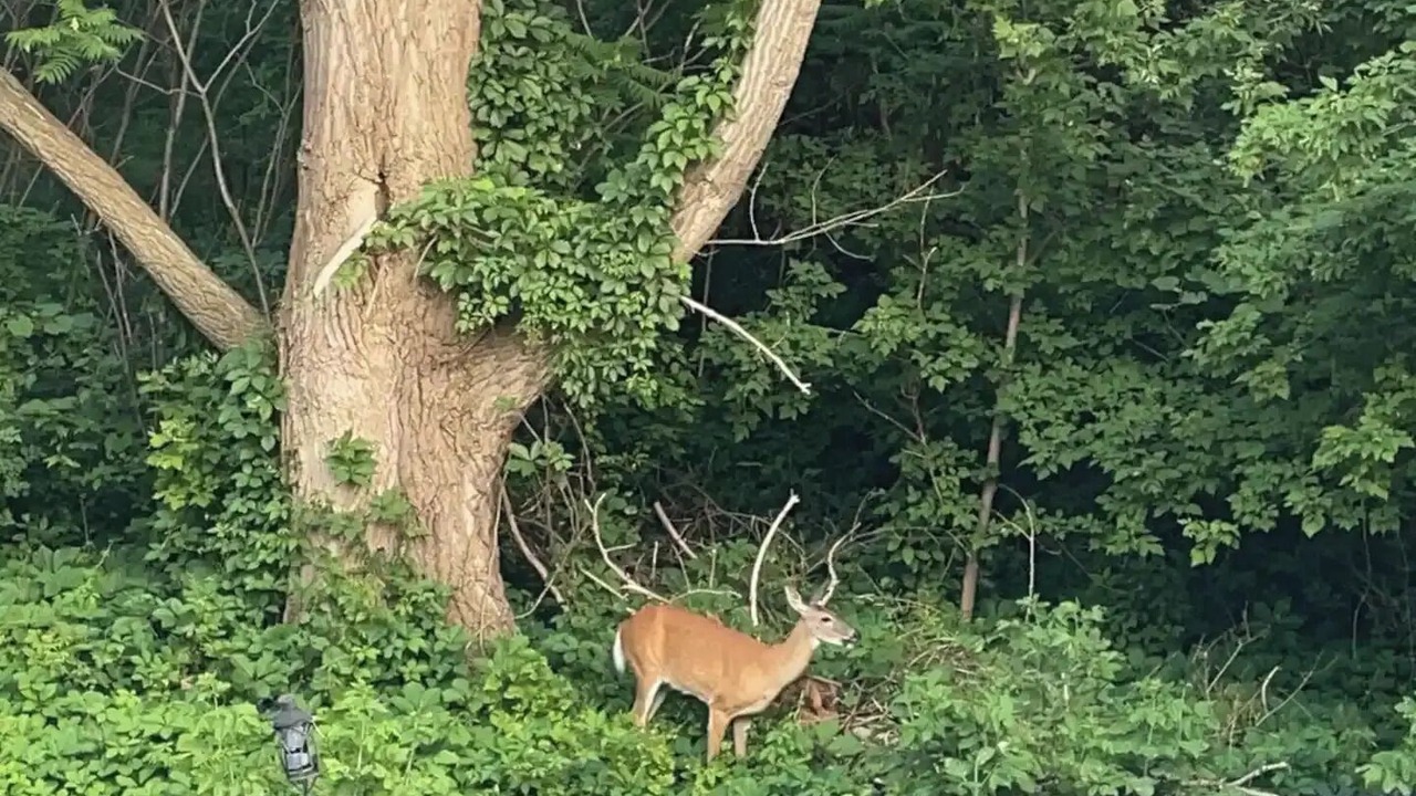 Photo of Outdoor in Meadowvale Village