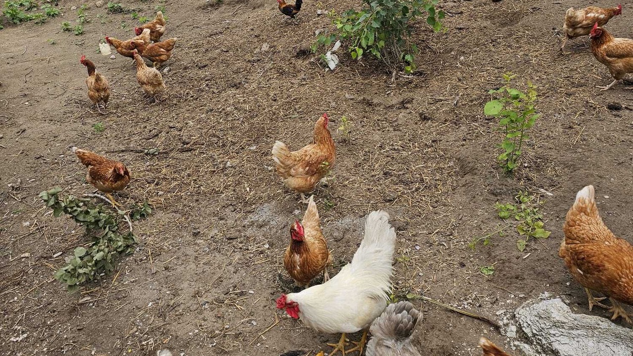 Photo of Others in Clarington
