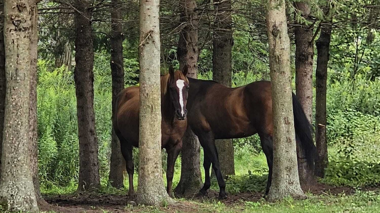 Photo of Others in Clarington