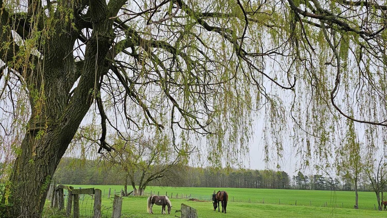 Photo of Others in Clarington