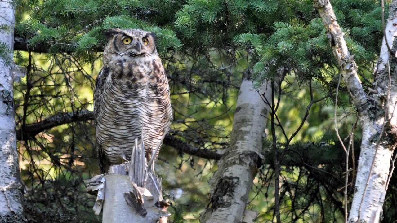 Photo of Others in Manitoulin District