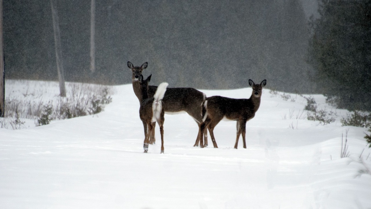 Photo of Others in Manitoulin District