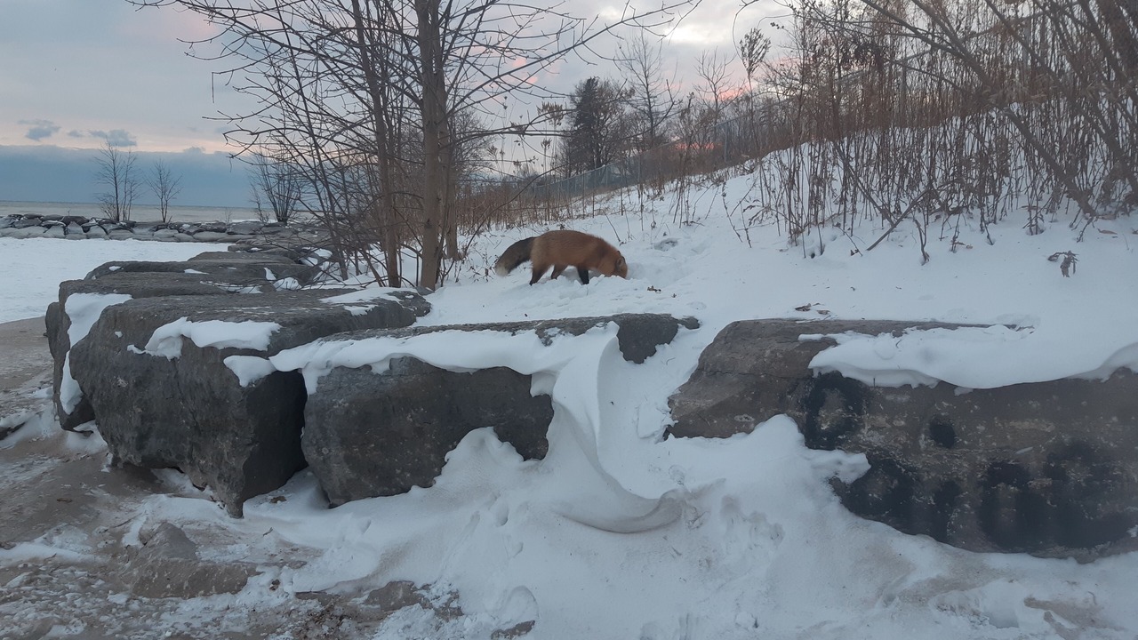 Photo of Others in Durham Region