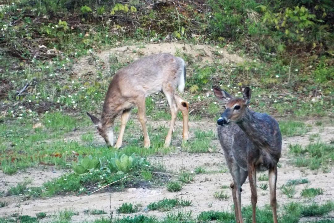 Photo of Others in Gravenhurst
