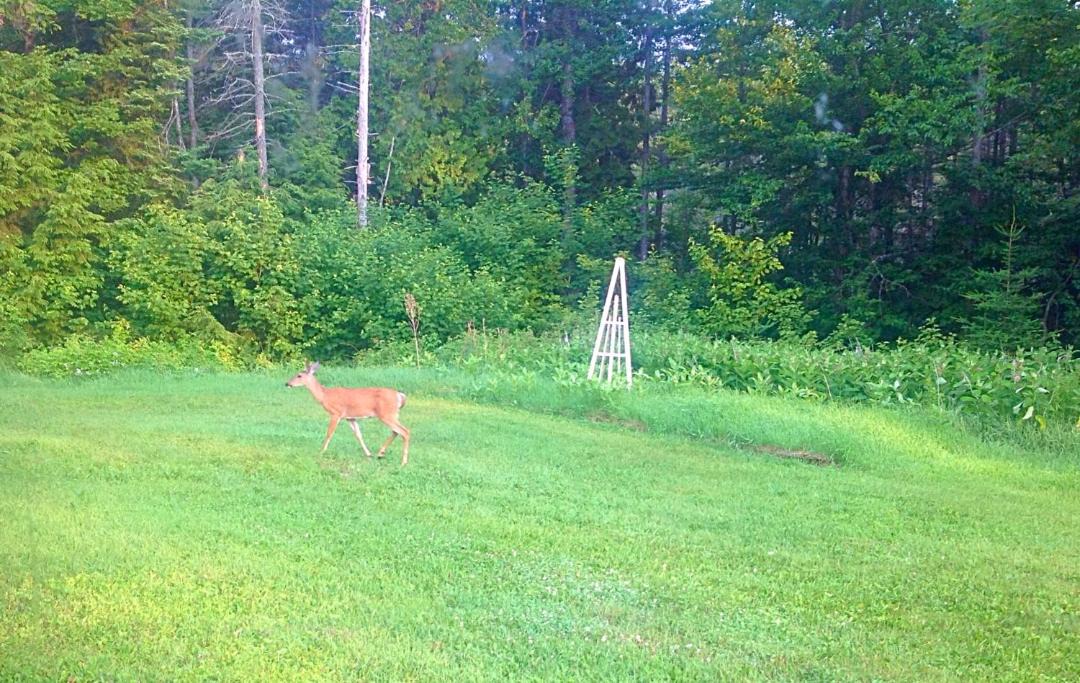 Photo of Outdoor in Madawaska