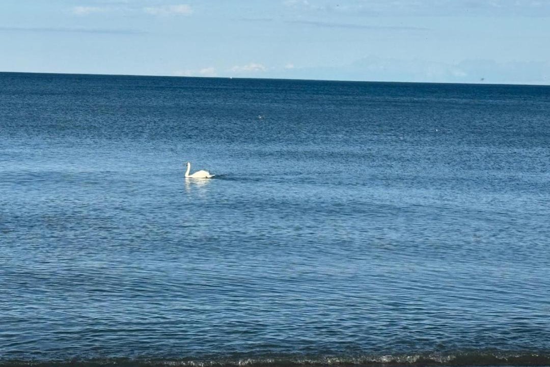 Photo of Human In Picture in Clarkson-Lorne Park