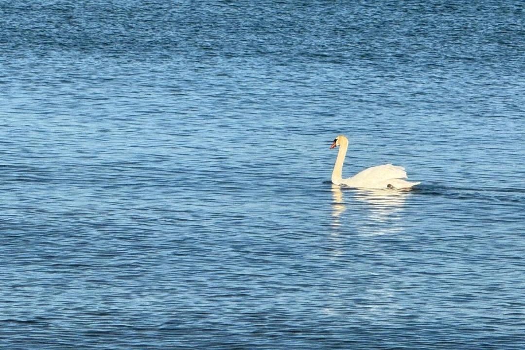Photo of Human In Picture in Clarkson-Lorne Park