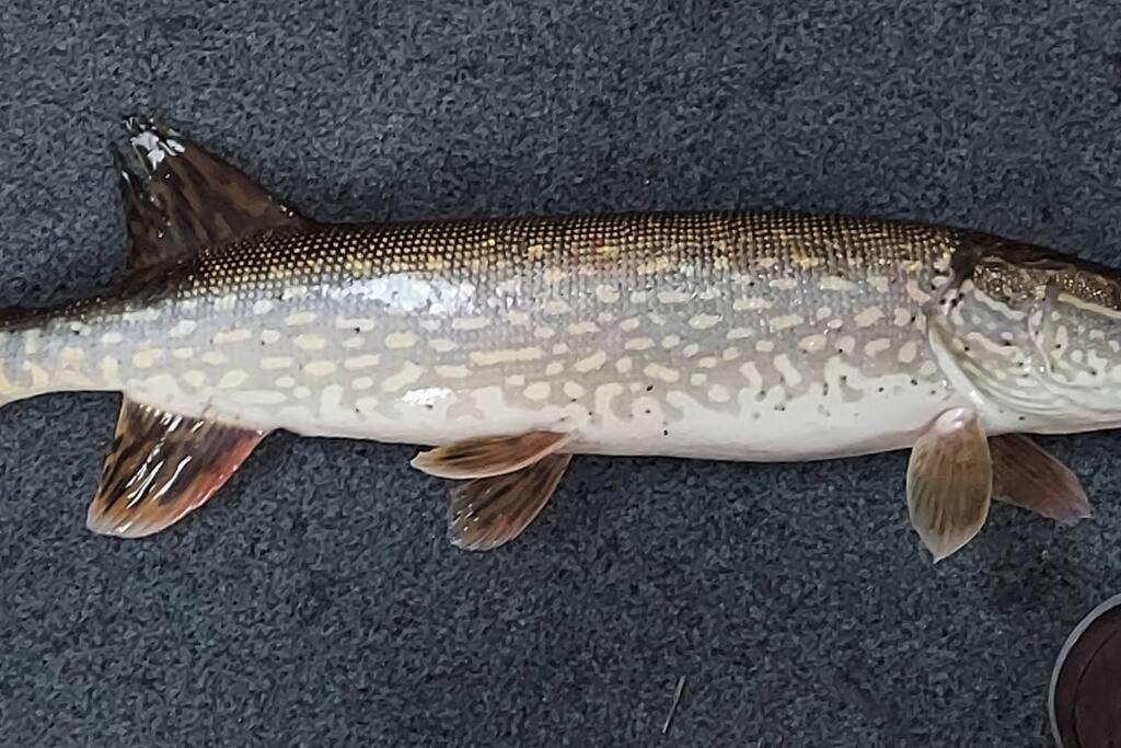Photo of Others in Howard Lake