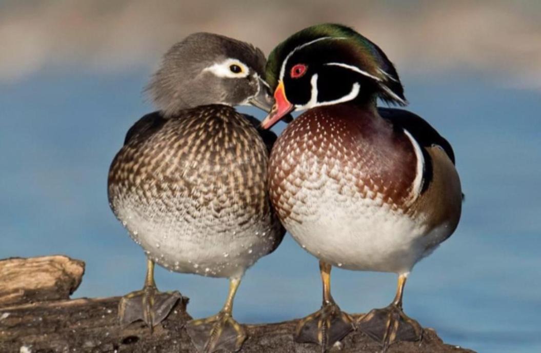 Photo of Others in Golden Lake