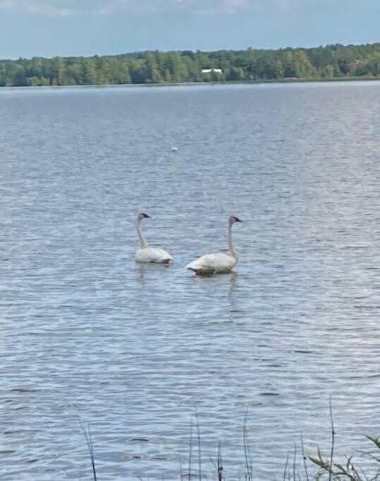 Photo of Others in Killaloe
