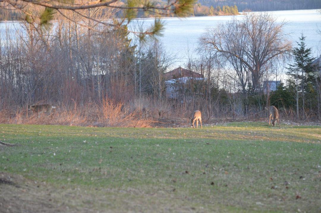 Photo of Others in Barry's Bay