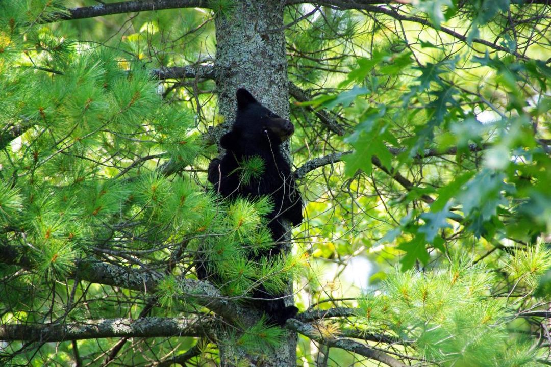 Photo of Others in Unorganized Centre Parry Sound